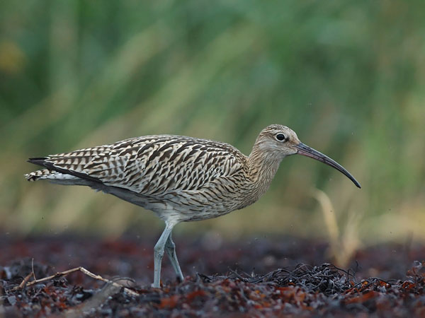Kuovi, Eurasian Curlew, Numenius arquata
